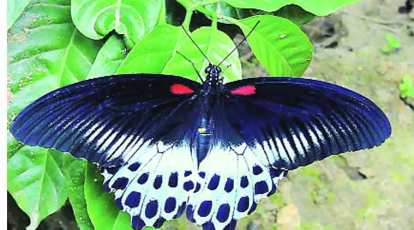 Blue Mormon